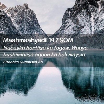 Picture 02 - Maahmaahyadii 14:7 SOM - Nacaska hortiisa ka fogow, Waayo, bushimihiisa - Bible Verse Picture