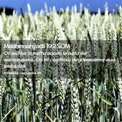 Picture 02 - Maahmaahyadii 19:2 SOM - Oo weliba in naftu aqoon la'aato ma wanaagsana, - Bible Verse Picture