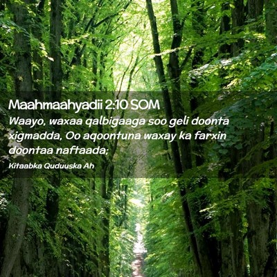 Picture 02 - Maahmaahyadii 2:10 SOM - Waayo, waxaa qalbigaaga soo geli doonta xigmadda, - Bible Verse Picture