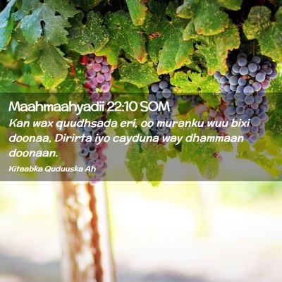 Picture 02 - Maahmaahyadii 22:10 SOM - Kan wax quudhsada eri, oo muranku wuu bixi - Bible Verse Picture