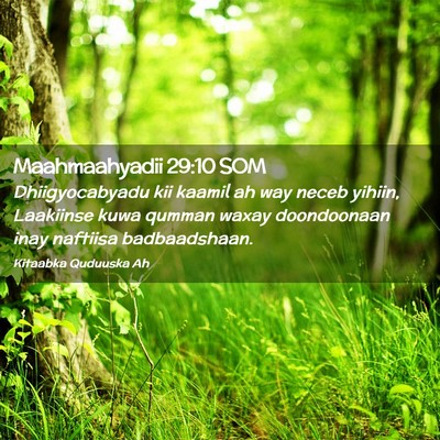 Picture 02 - Maahmaahyadii 29:10 SOM - Dhiigyocabyadu kii kaamil ah way neceb yihiin, - Bible Verse Picture