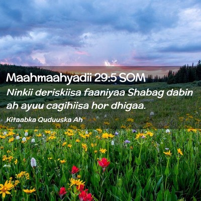 Picture 02 - Maahmaahyadii 29:5 SOM - Ninkii deriskiisa faaniyaa Shabag dabin ah ayuu - Bible Verse Picture