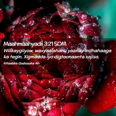 Picture 02 - Maahmaahyadii 3:21 SOM - Wiilkaygiiyow, waxyaalahanu yaanay indhahaaga ka - Bible Verse Picture