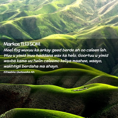Picture 02 - Markos 11:13 SOM - Meel fog wuxuu ka arkay geed berde ah oo caleen - Bible Verse Picture