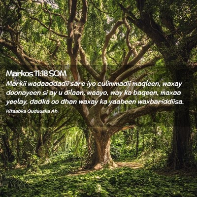 Picture 02 - Markos 11:18 SOM - Markii wadaaddadii sare iyo culimmadii maqleen, - Bible Verse Picture
