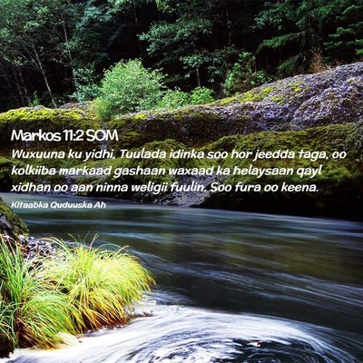 Picture 02 - Markos 11:2 SOM - Wuxuuna ku yidhi, Tuulada idinka soo hor jeedda - Bible Verse Picture