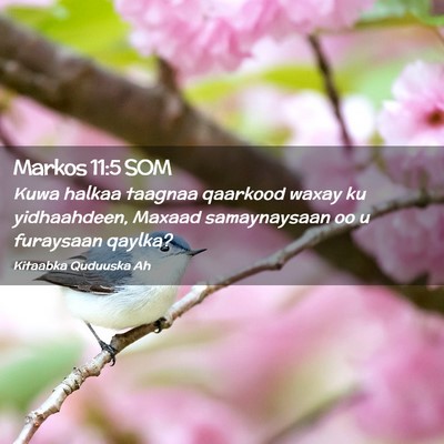 Picture 02 - Markos 11:5 SOM - Kuwa halkaa taagnaa qaarkood waxay ku - Bible Verse Picture