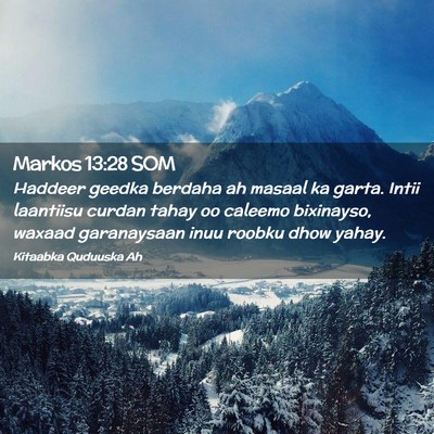 Picture 02 - Markos 13:28 SOM - Haddeer geedka berdaha ah masaal ka garta. Intii - Bible Verse Picture