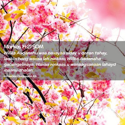 Picture 02 - Markos 14:21 SOM - Wiilka Aadanahu waa baxayaa siday u qoran tahay, - Bible Verse Picture