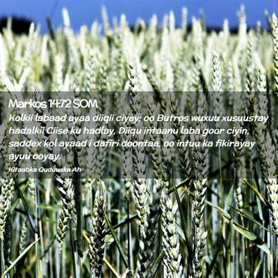 Picture 02 - Markos 14:72 SOM - Kolkii labaad ayaa diiqii ciyey; oo Butros wuxuu - Bible Verse Picture