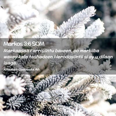 Picture 02 - Markos 3:6 SOM - Markaasaa Farrisiintu baxeen, oo markiiba waxay - Bible Verse Picture