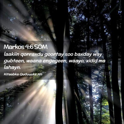 Picture 02 - Markos 4:6 SOM - laakiin qorraxdu goortay soo baxday way gubteen, - Bible Verse Picture
