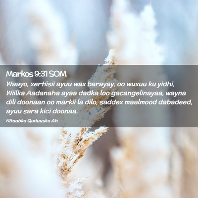 Picture 02 - Markos 9:31 SOM - Waayo, xertiisii ayuu wax barayay, oo wuxuu ku - Bible Verse Picture