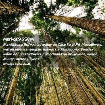 Picture 02 - Markos 9:5 SOM - Markaasaa Butros la hadlay oo Ciise ku yidhi, - Bible Verse Picture