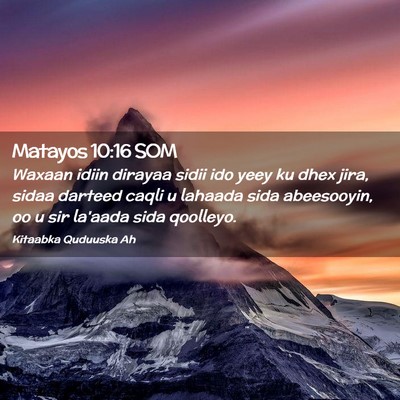 Picture 02 - Matayos 10:16 SOM - Waxaan idiin dirayaa sidii ido yeey ku dhex jira, - Bible Verse Picture