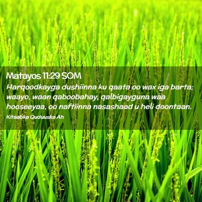 Picture 02 - Matayos 11:29 SOM - Harqoodkayga dushiinna ku qaata oo wax iga barta; - Bible Verse Picture