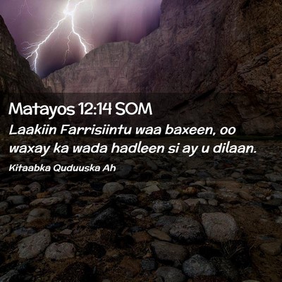 Picture 02 - Matayos 12:14 SOM - Laakiin Farrisiintu waa baxeen, oo waxay ka wada - Bible Verse Picture