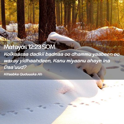 Picture 02 - Matayos 12:23 SOM - Kolkaasaa dadkii badnaa oo dhammu yaabeen oo - Bible Verse Picture