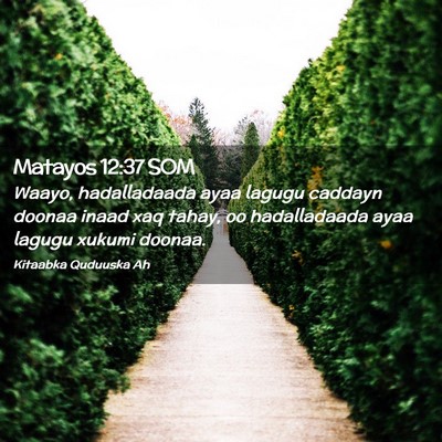 Picture 02 - Matayos 12:37 SOM - Waayo, hadalladaada ayaa lagugu caddayn doonaa - Bible Verse Picture