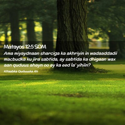 Picture 02 - Matayos 12:5 SOM - Ama miyaydnaan sharciga ka akhriyin in - Bible Verse Picture