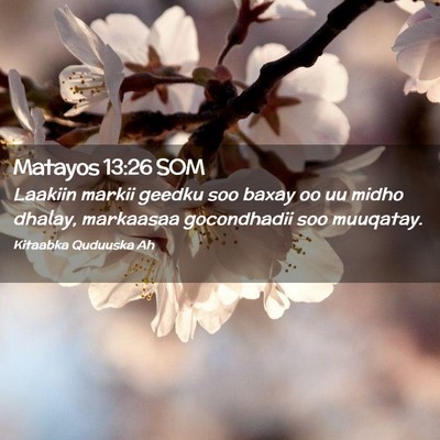 Picture 02 - Matayos 13:26 SOM - Laakiin markii geedku soo baxay oo uu midho - Bible Verse Picture