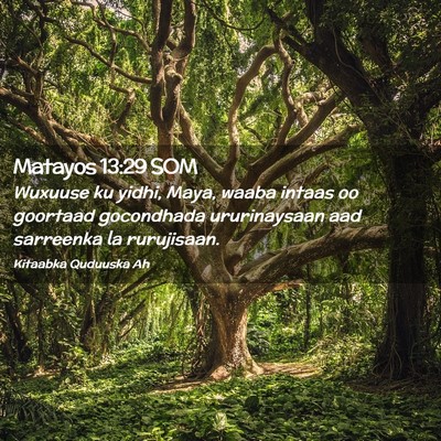 Picture 02 - Matayos 13:29 SOM - Wuxuuse ku yidhi, Maya, waaba intaas oo goortaad - Bible Verse Picture