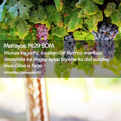 Picture 02 - Matayos 14:29 SOM - Wuxuu ku yidhi, Kaalay. Oo Butros markuu doonnida - Bible Verse Picture
