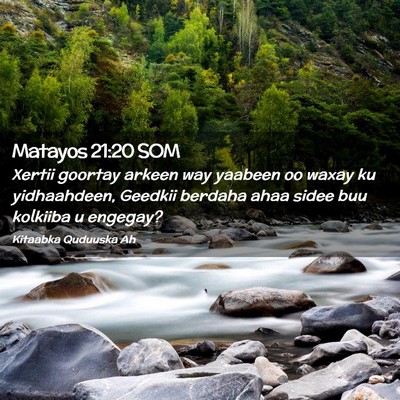 Picture 02 - Matayos 21:20 SOM - Xertii goortay arkeen way yaabeen oo waxay ku - Bible Verse Picture