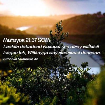 Picture 02 - Matayos 21:37 SOM - Laakiin dabadeed wuxuu u soo diray wiilkiisii - Bible Verse Picture