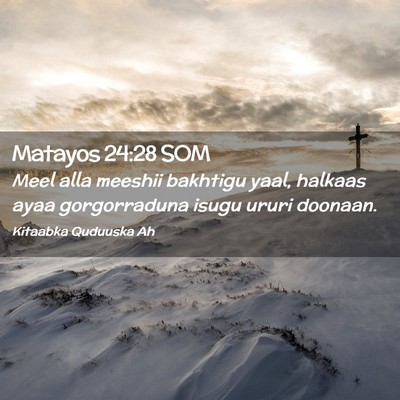 Picture 02 - Matayos 24:28 SOM - Meel alla meeshii bakhtigu yaal, halkaas ayaa - Bible Verse Picture