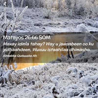 Picture 02 - Matayos 26:66 SOM - Maxay idinla tahay? Way u jawaabeen oo ku - Bible Verse Picture