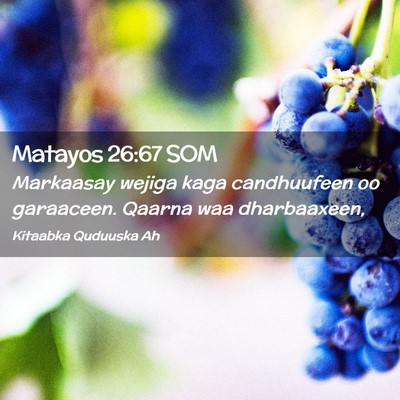 Picture 02 - Matayos 26:67 SOM - Markaasay wejiga kaga candhuufeen oo garaaceen. - Bible Verse Picture