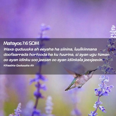 Picture 02 - Matayos 7:6 SOM - Waxa quduuska ah eeyaha ha siinina, luulkiinnana - Bible Verse Picture