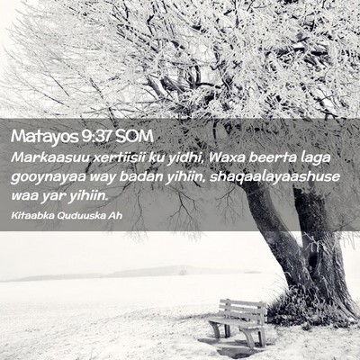 Picture 02 - Matayos 9:37 SOM - Markaasuu xertiisii ku yidhi, Waxa beerta laga - Bible Verse Picture