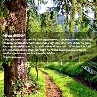 Picture 02 - Miikaah 5:8 SOM - Oo kuwa reer Yacquub ka hadhayna waxay quruumaha - Bible Verse Picture