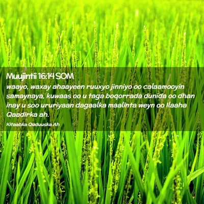 Picture 02 - Muujintii 16:14 SOM - waayo, waxay ahaayeen ruuxyo jinniyo oo - Bible Verse Picture