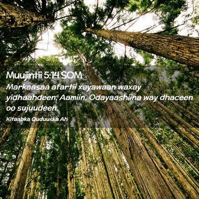 Picture 02 - Muujintii 5:14 SOM - Markaasaa afartii xayawaan waxay yidhaahdeen, - Bible Verse Picture