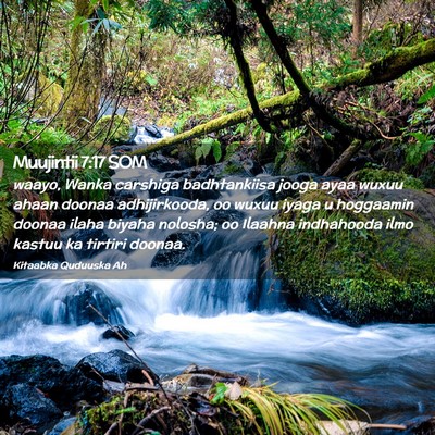 Picture 02 - Muujintii 7:17 SOM - waayo, Wanka carshiga badhtankiisa jooga ayaa - Bible Verse Picture