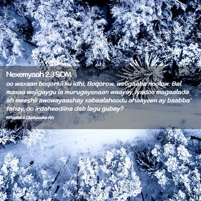 Picture 02 - Nexemyaah 2:3 SOM - oo waxaan boqorkii ku idhi, Boqorow, weligaaba - Bible Verse Picture