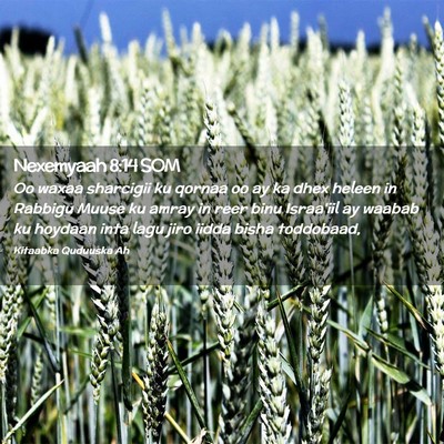 Picture 02 - Nexemyaah 8:14 SOM - Oo waxaa sharcigii ku qornaa oo ay ka dhex heleen - Bible Verse Picture