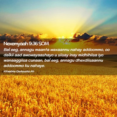 Picture 02 - Nexemyaah 9:36 SOM - Bal eeg, annagu maanta waxaannu nahay addoommo, - Bible Verse Picture