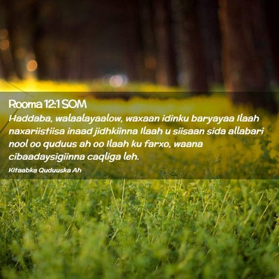 Picture 02 - Rooma 12:1 SOM - Haddaba, walaalayaalow, waxaan idinku baryayaa - Bible Verse Picture