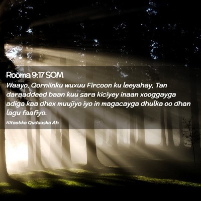 Picture 02 - Rooma 9:17 SOM - Waayo, Qorniinku wuxuu Fircoon ku leeyahay, Tan - Bible Verse Picture
