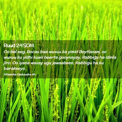 Picture 02 - Ruud 2:4 SOM - Oo bal eeg, Bocas baa wuxuu ka yimid Beytlaxam, - Bible Verse Picture