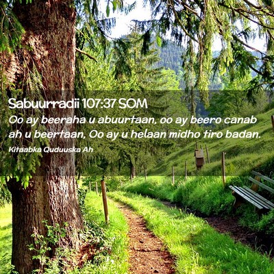 Picture 02 - Sabuurradii 107:37 SOM - Oo ay beeraha u abuurtaan, oo ay beero canab ah u - Bible Verse Picture