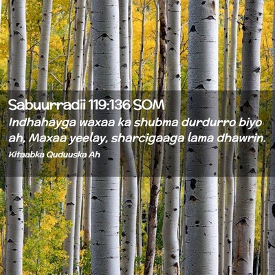 Picture 02 - Sabuurradii 119:136 SOM - Indhahayga waxaa ka shubma durdurro biyo ah, - Bible Verse Picture