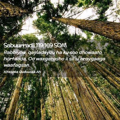 Picture 02 - Sabuurradii 119:169 SOM - Rabbiyow, qayladaydu ha ku soo dhowaato hortaada, - Bible Verse Picture
