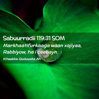 Picture 02 - Sabuurradii 119:31 SOM - Markhaatifurkaaga waan xajiyaa, Rabbiyow, ha i - Bible Verse Picture