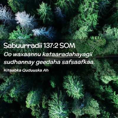 Picture 02 - Sabuurradii 137:2 SOM - Oo waxaannu kataaradahayagii sudhannay geedaha - Bible Verse Picture