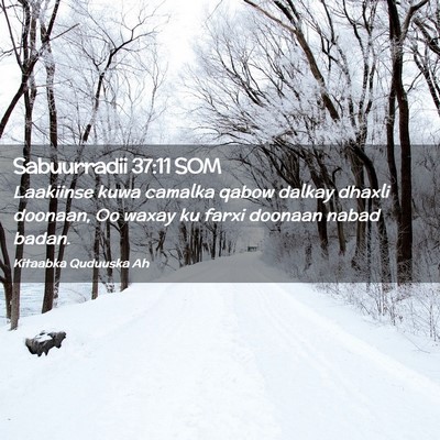 Picture 02 - Sabuurradii 37:11 SOM - Laakiinse kuwa camalka qabow dalkay dhaxli - Bible Verse Picture